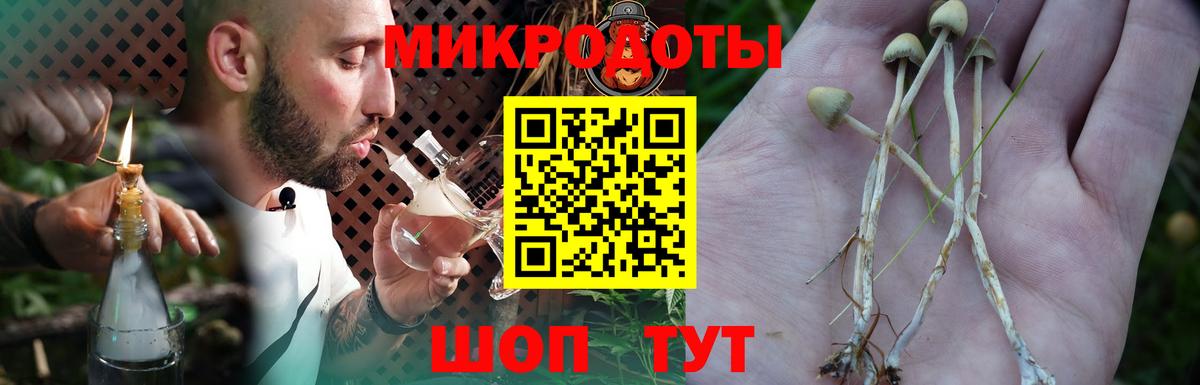 Псилоцибиновые грибы Psilocybine cubensis Котовск